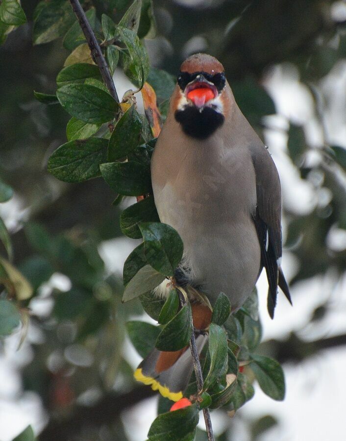 Bohemian Waxwing female adult, feeding habits