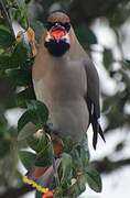 Bohemian Waxwing