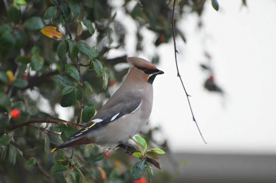 Bohemian Waxwingadult, identification