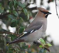 Bohemian Waxwing