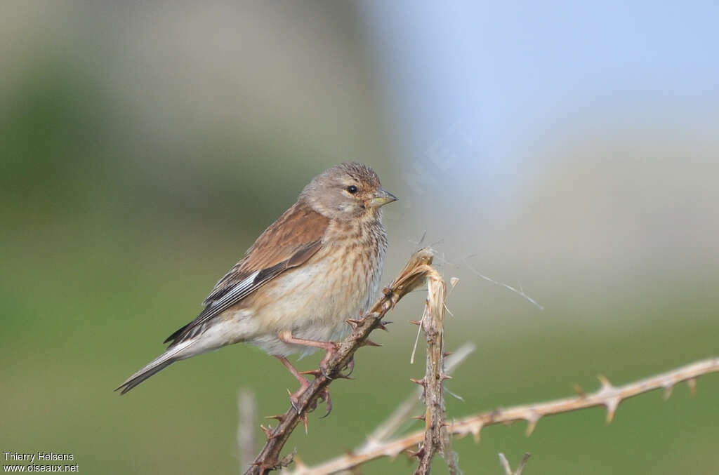 Common Linnet female adult, identification