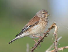 Common Linnet