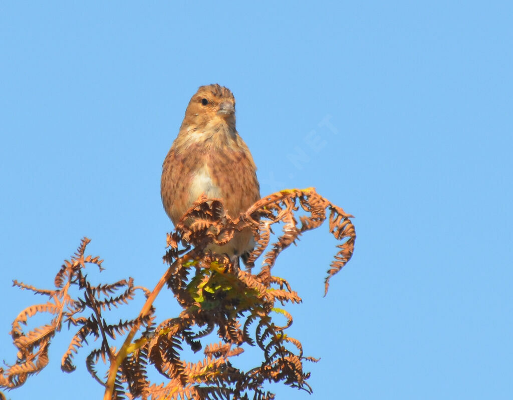 Linotte mélodieuse