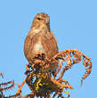 Linotte mélodieuse