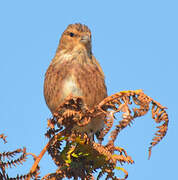 Linotte mélodieuse