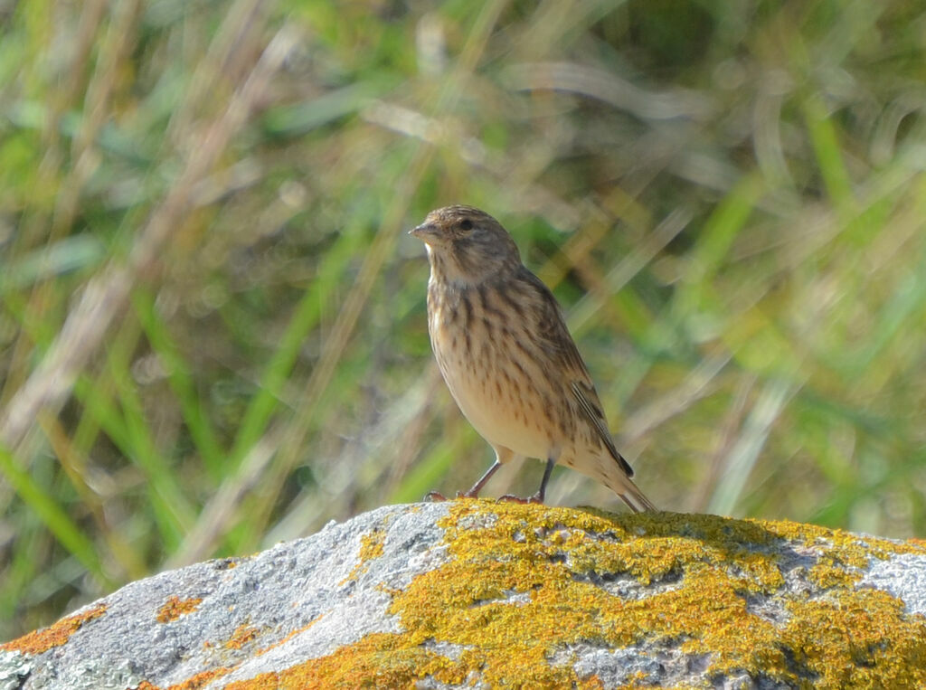 Common Linnet female