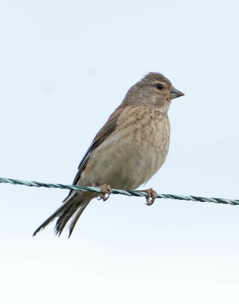 Linotte mélodieuse