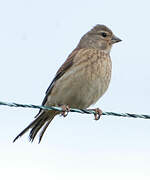 Common Linnet