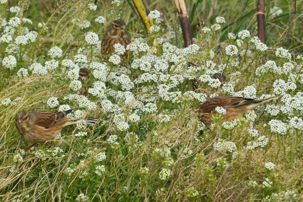 Common Linnet