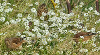 Common Linnet