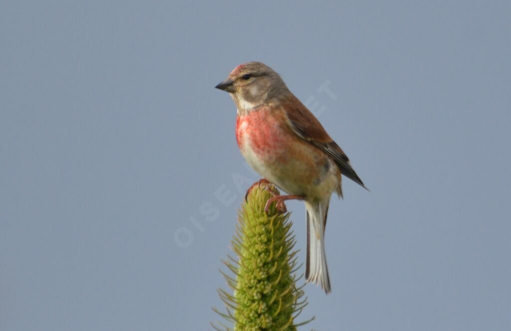 Common Linnet male adult