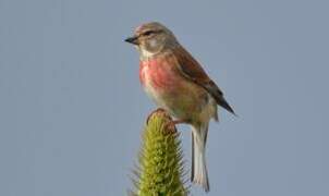 Common Linnet