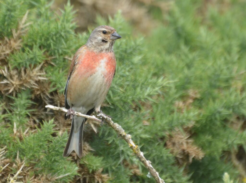 Common Linnet male adult