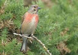 Linotte mélodieuse