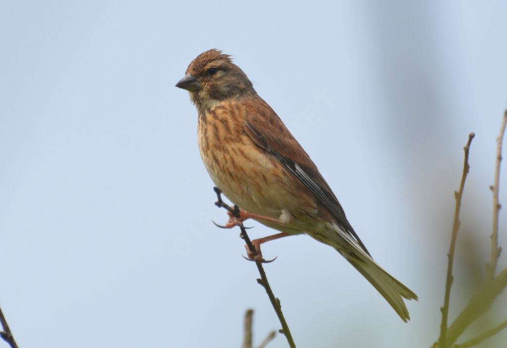 Common Linnet female adult, identification