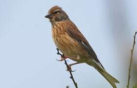 Common Linnet