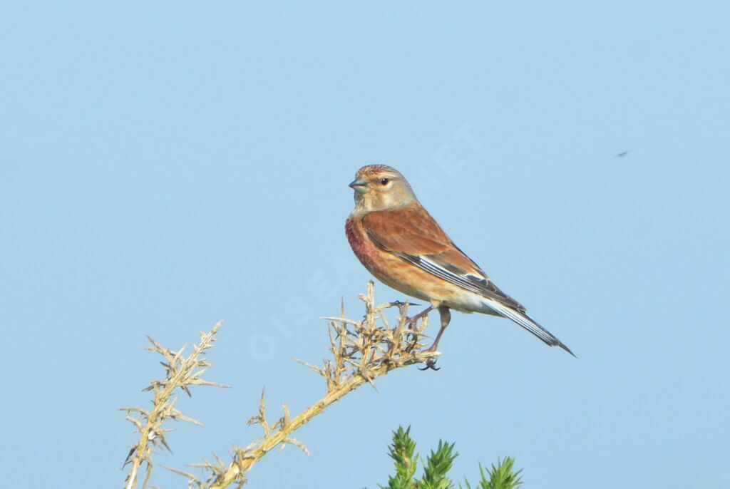 Common Linnet male adult, identification