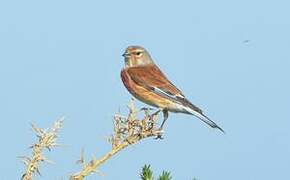 Common Linnet