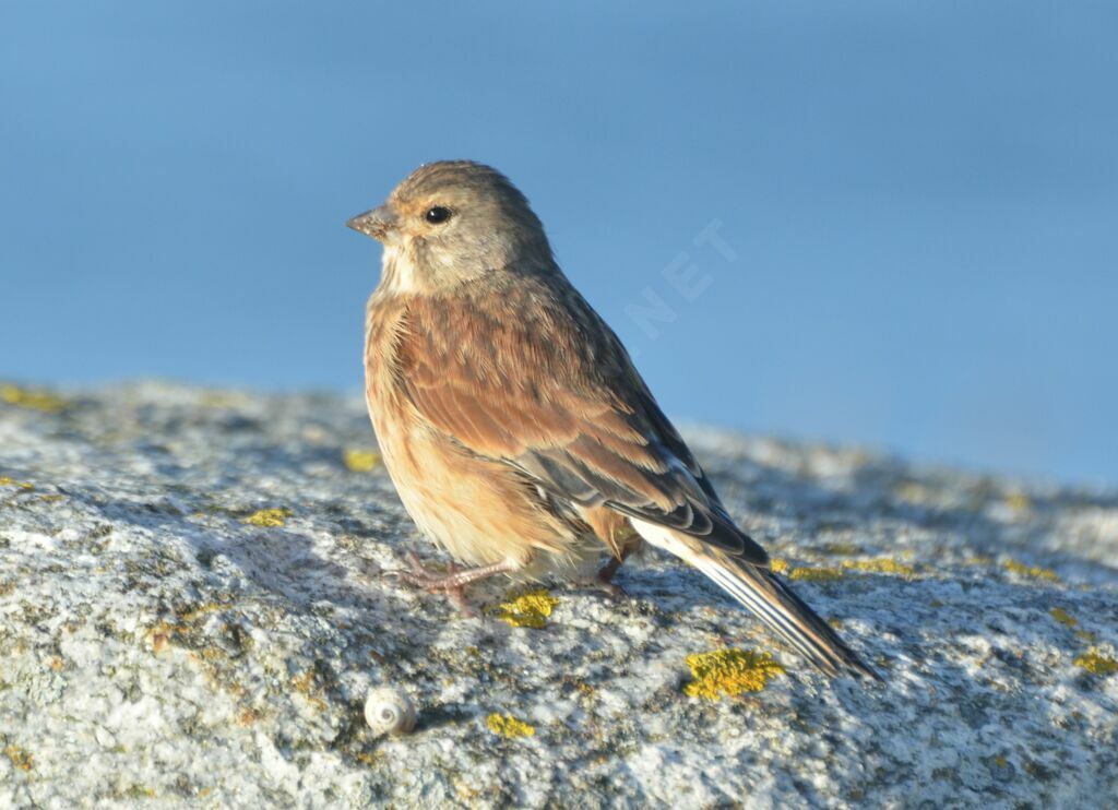 Common Linnet female adult, identification