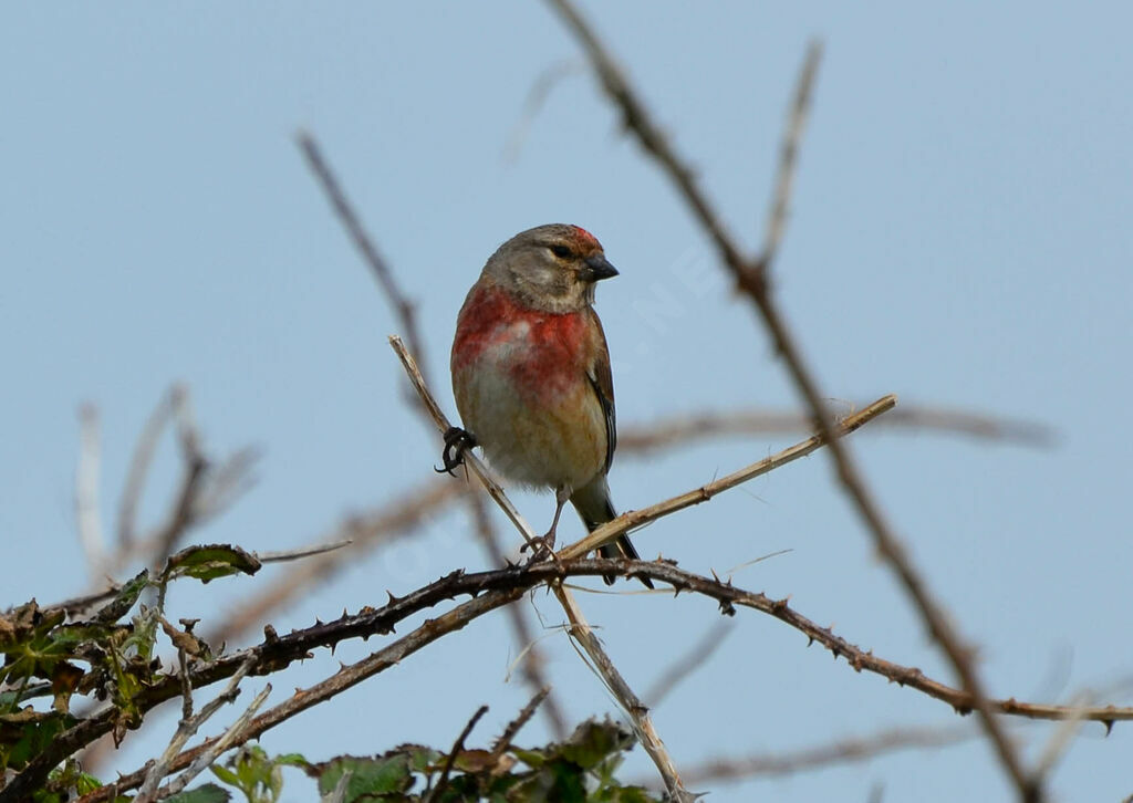 Linotte mélodieuse mâle adulte, identification