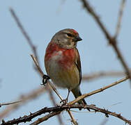 Common Linnet