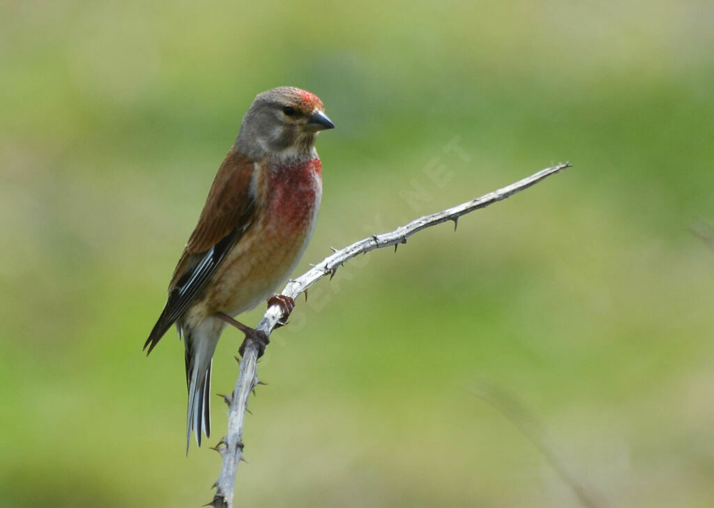 Common Linnet male adult, identification