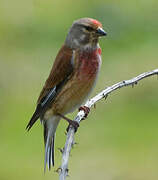 Common Linnet