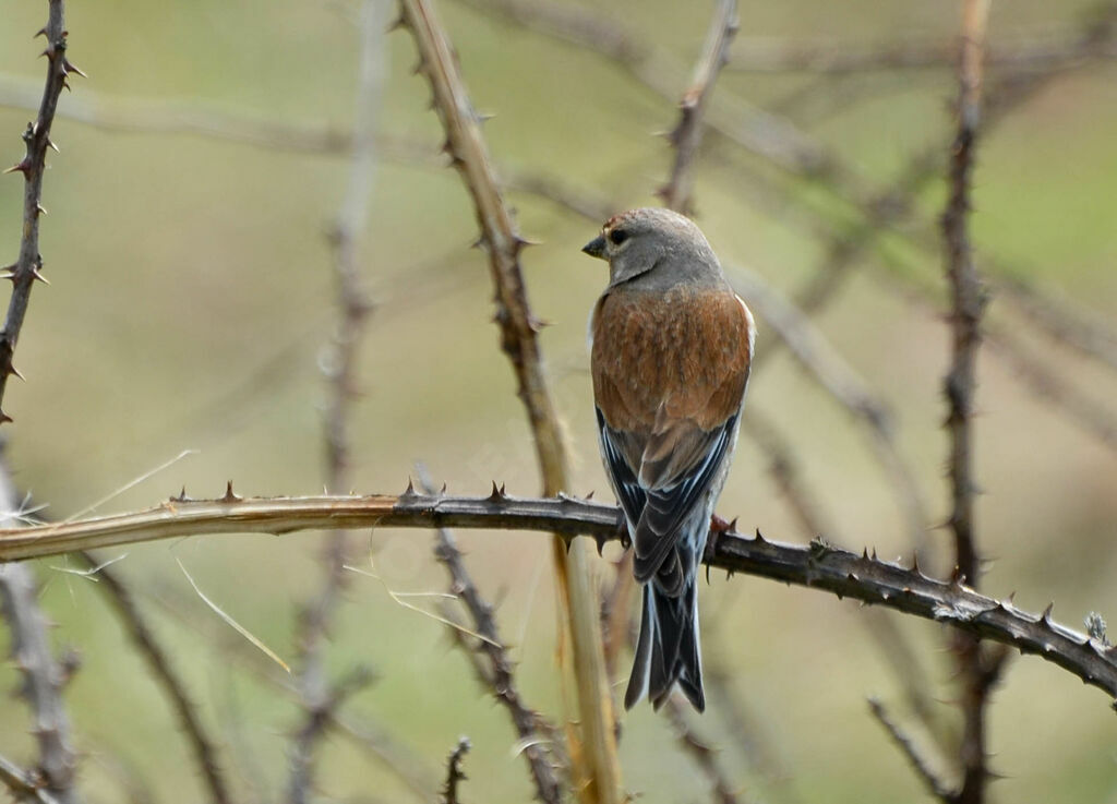 Linotte mélodieuse mâle adulte