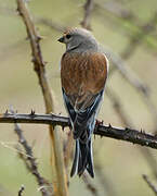 Common Linnet