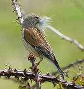 Common Linnet