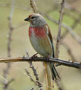 Linotte mélodieuse