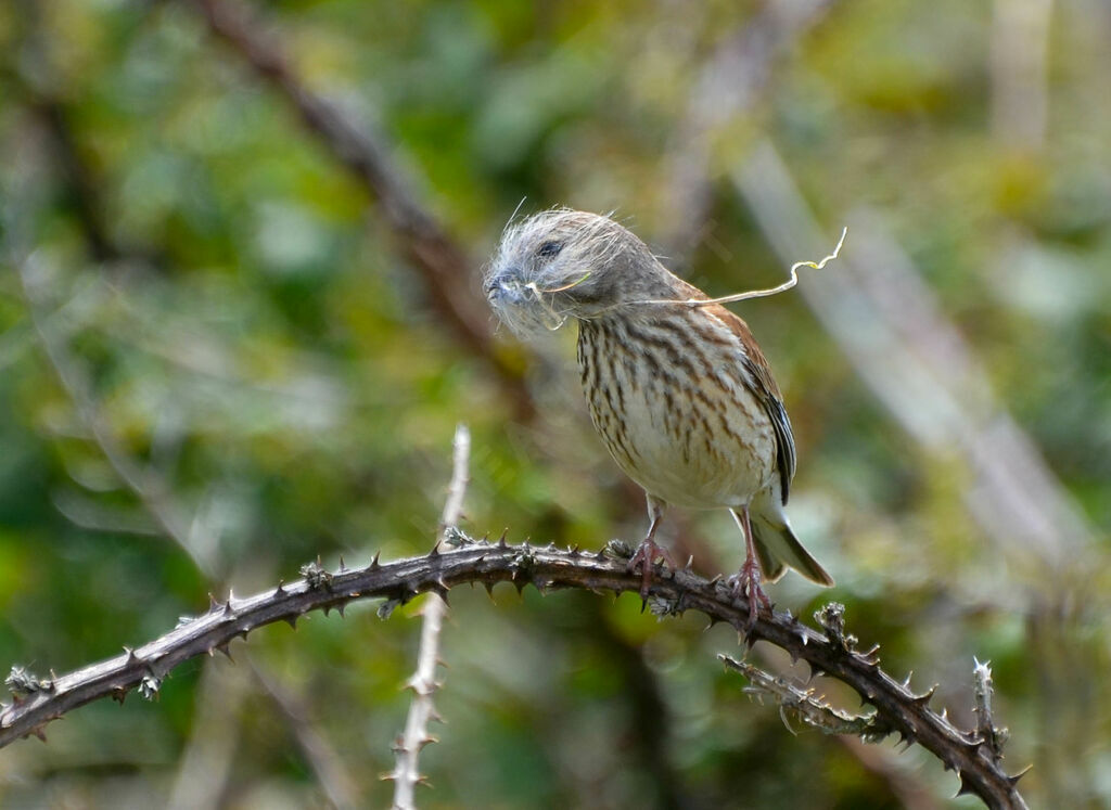 Common Linnet female adult, Reproduction-nesting