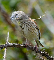 Linotte mélodieuse