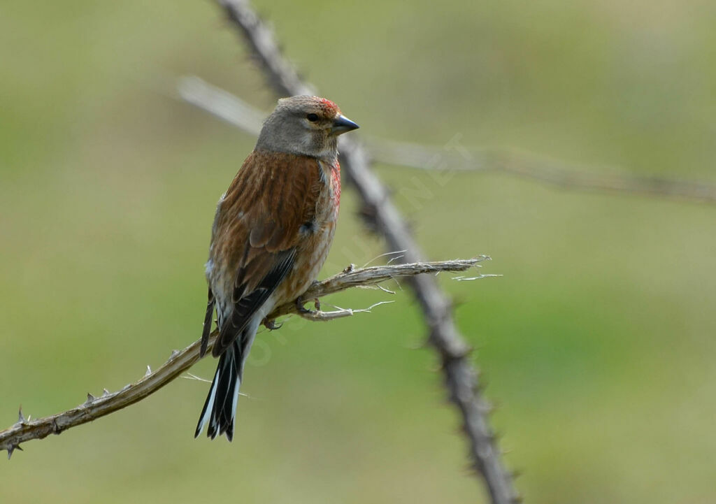 Common Linnet male adult, identification