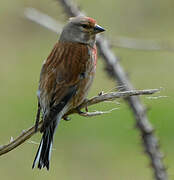 Common Linnet