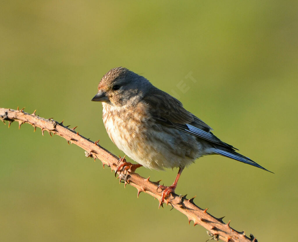 Common Linnet female adult, identification