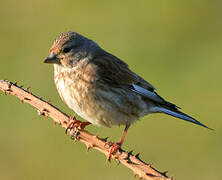 Common Linnet