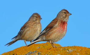 Common Linnet