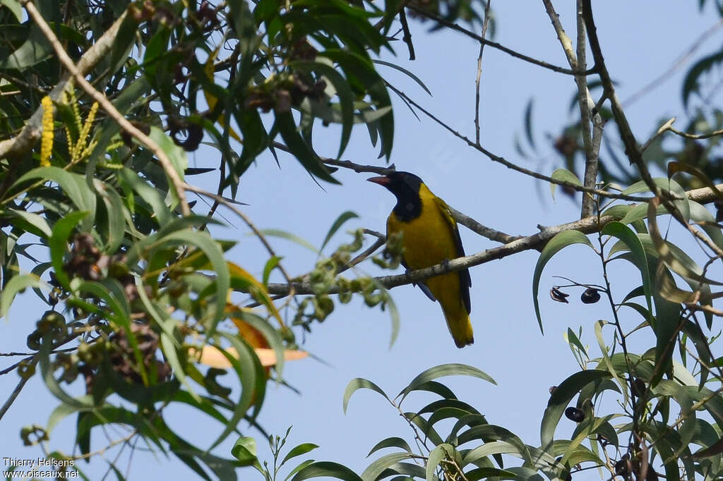 Black-winged Orioleadult