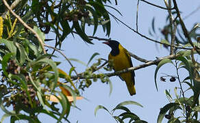 Black-winged Oriole