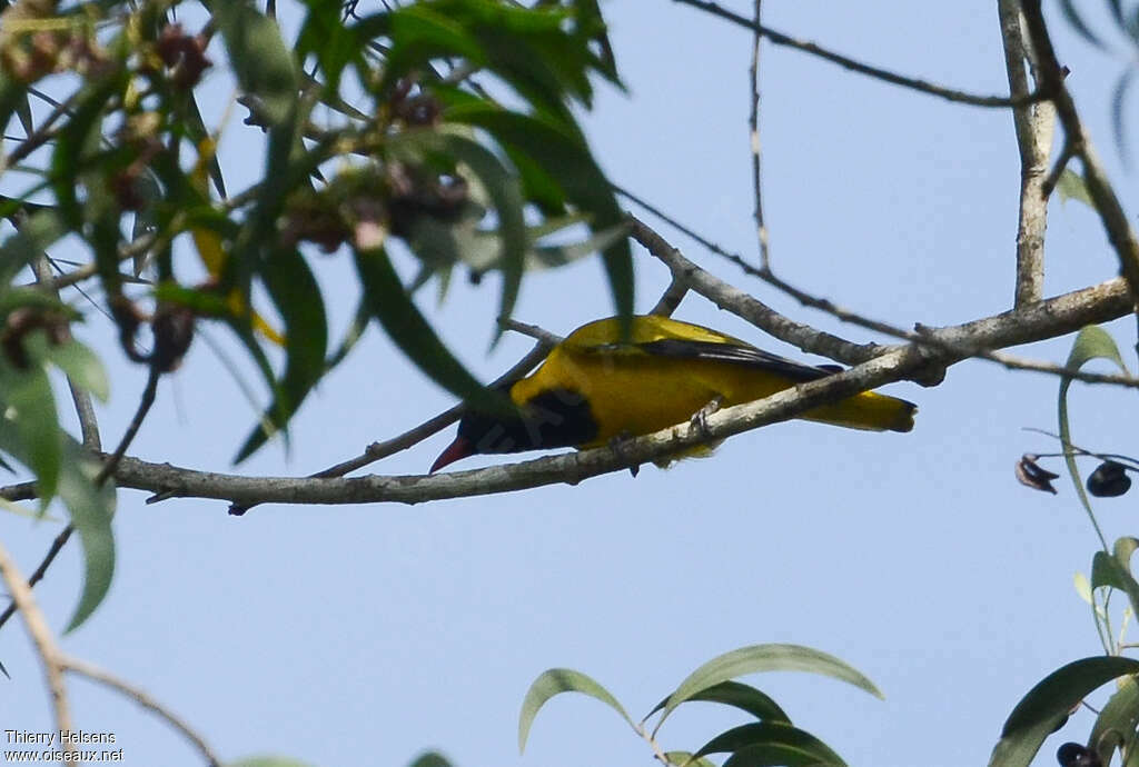 Black-winged Orioleadult, identification