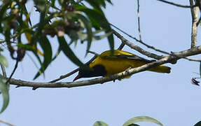 Black-winged Oriole