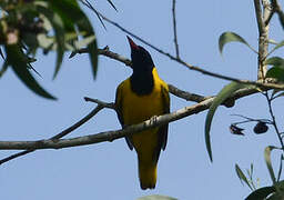 Black-winged Oriole