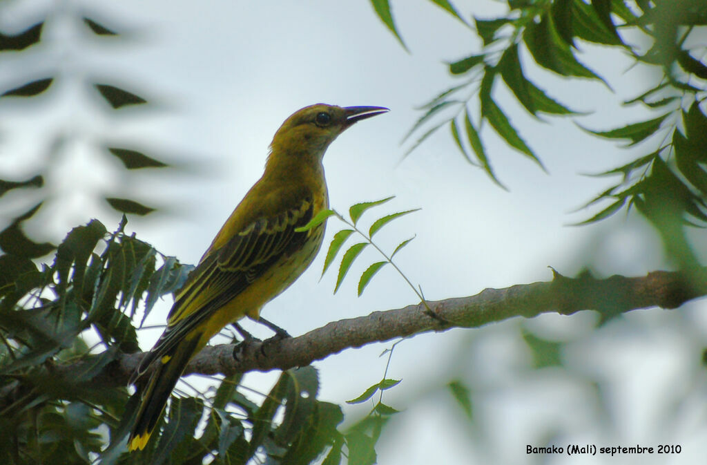 Eurasian Golden Oriole female