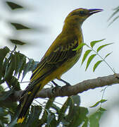 Eurasian Golden Oriole