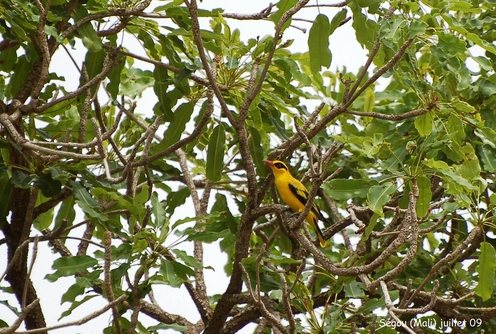 Loriot doré mâle adulte, identification