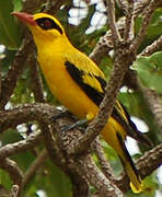 African Golden Oriole