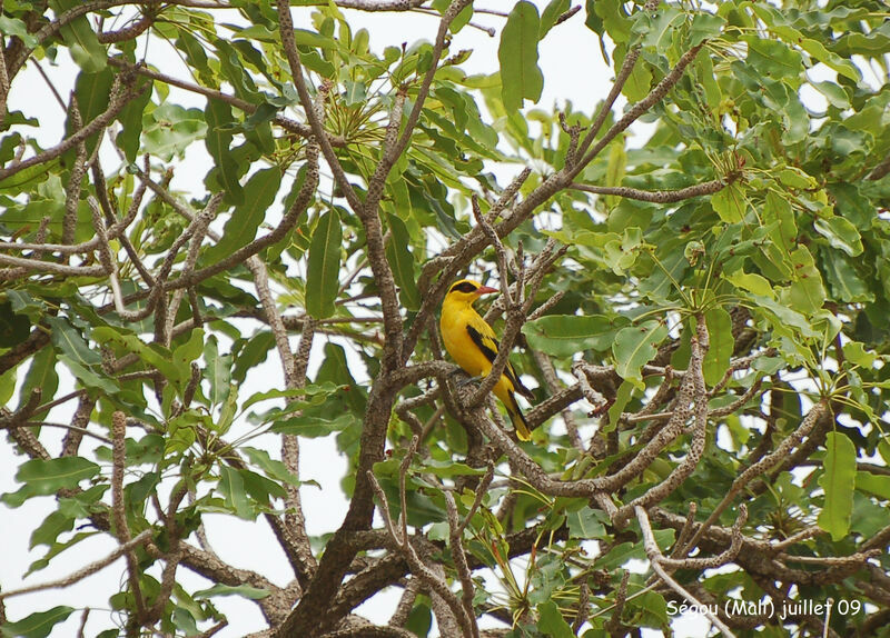 African Golden Oriole male adult, identification