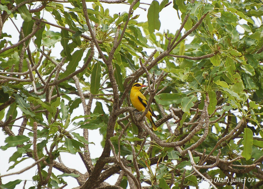 Loriot doré mâle adulte, identification