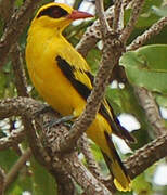 African Golden Oriole